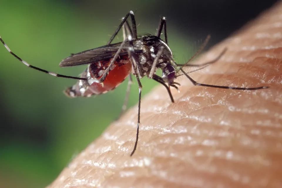 Moustique tigre (Aedes albopictus) aux rayures blanches caractéristiques